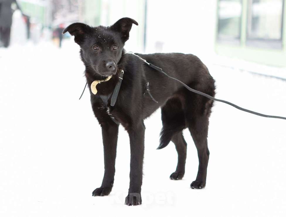 Собаки в Москве: Черный щенок Асти в дар Девочка, Бесплатно - фото 2