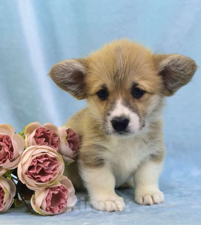 Собаки в Москве: Вельш корги пемброк девочка Девочка, 60 000 руб. - фото 7