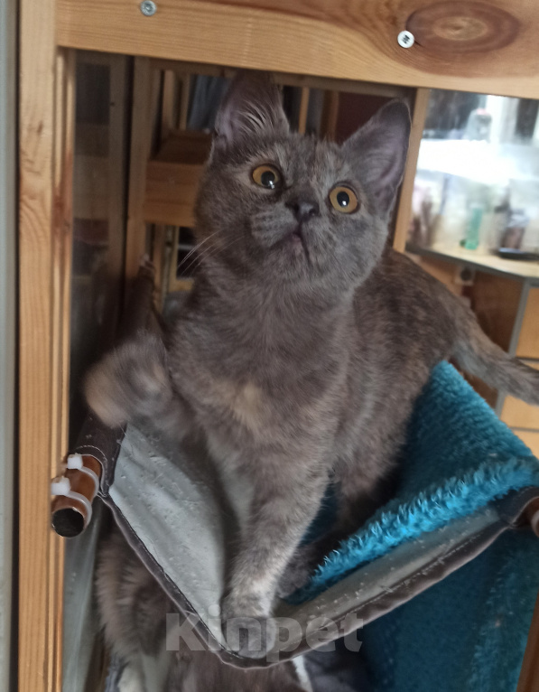 Кошки в Шахте: Добро пожаловать в котячий детский сад! У меня тут счастье на любой вкус! Девочка, Бесплатно - фото 5