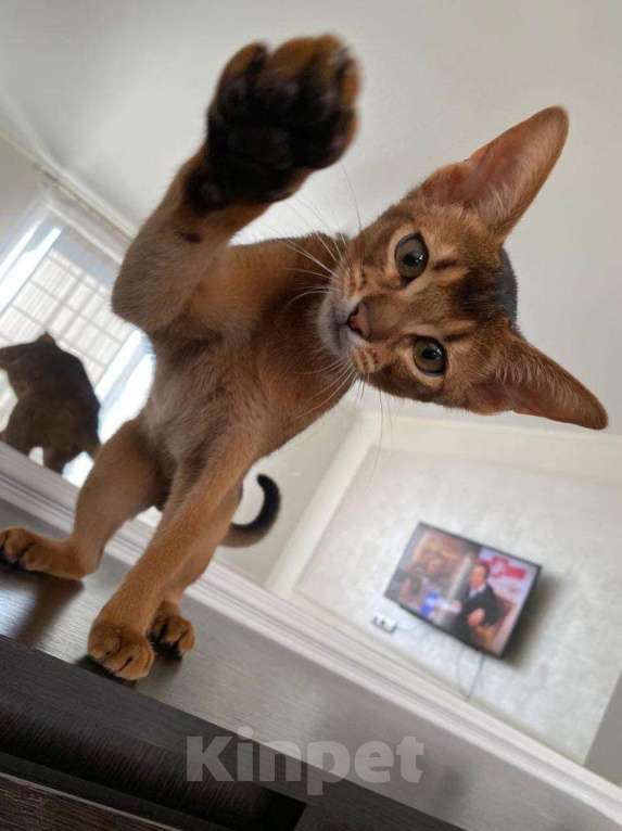 Кошки в Теберде: АБИССИНСКИЕ КОТЯТА, 25 000 руб. - фото 1
