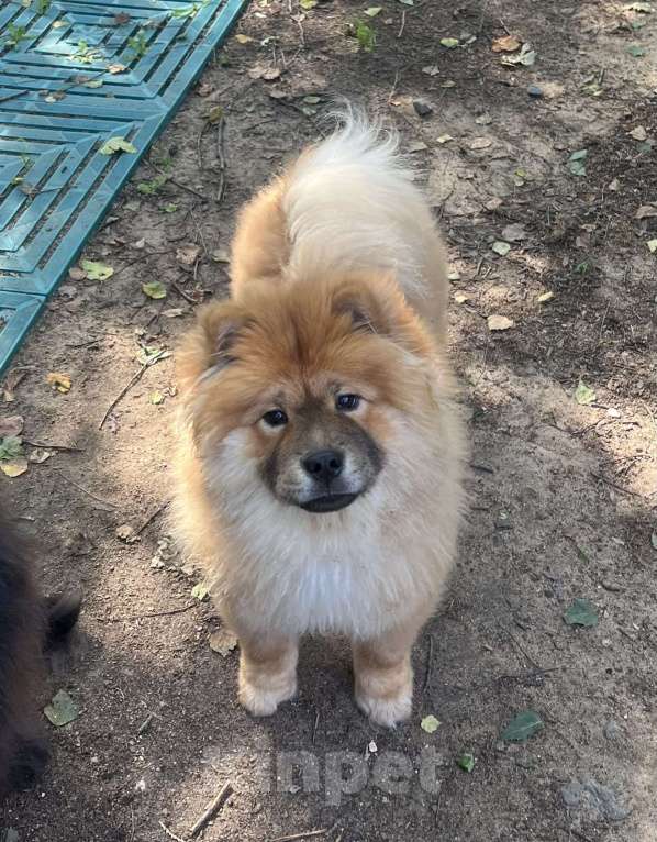 Собаки в других городах Московской области: Рыжая красотка подрощенная Девочка, 50 000 руб. - фото 2
