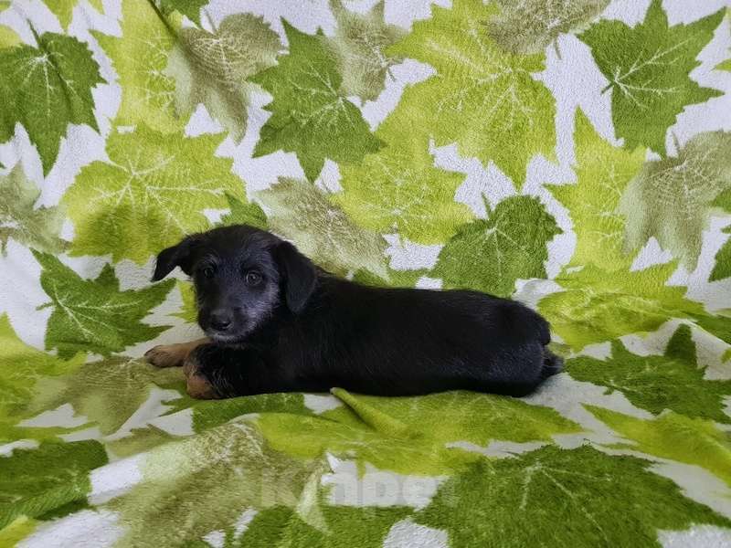 Собаки в Москве: Щенки коротколапики в добрые руки Мальчик, Бесплатно - фото 7
