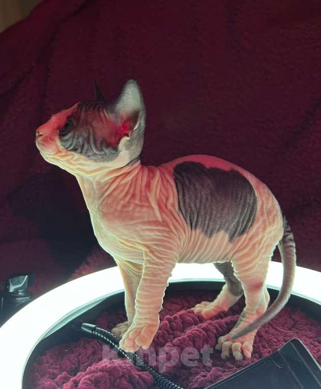 Кошки в Воронеже: Канадский сфинкс котёнок Мальчик, 15 000 руб. - фото 5