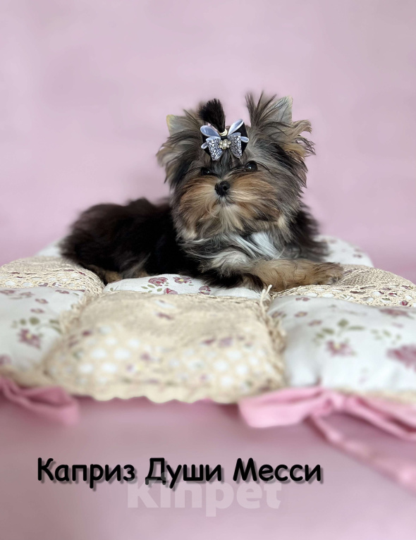 Собаки в Сосновом Бору: Девочка Мэсси йорктиз ( НРКА) Девочка, 50 000 руб. - фото 1