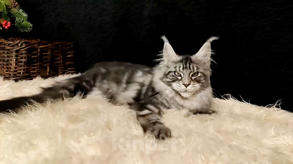 Кошки в Казани: Кошечка Алиса Девочка, Бесплатно - фото 7