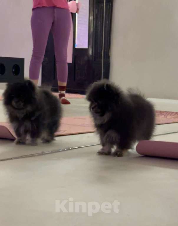 Собаки в Санкт-Петербурге: Померанский шпиц мальчики мини Мальчик, 40 000 руб. - фото 2