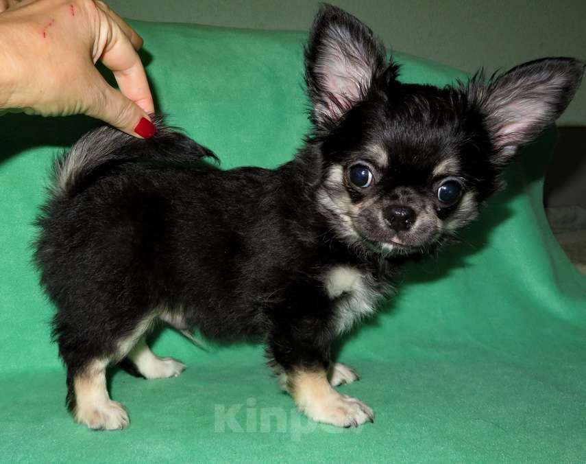 Собаки в Санкт-Петербурге: чихуахуа мальчик домашний любимец Мальчик, 45 000 руб. - фото 10