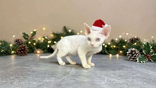 белая кошечка девон рекс с голубыми глазами