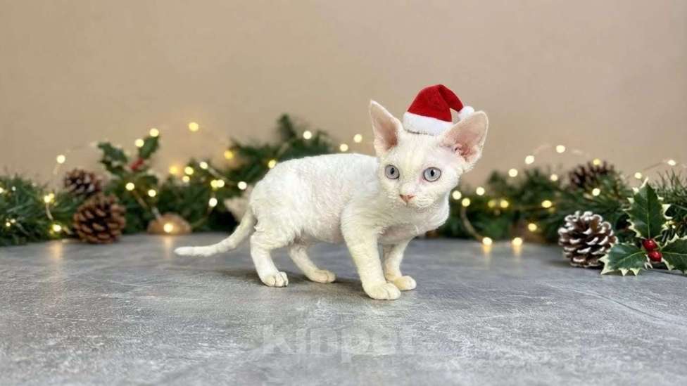 Кошки в Москве: белая кошечка девон рекс с голубыми глазами Девочка, 90 000 руб. - фото 1