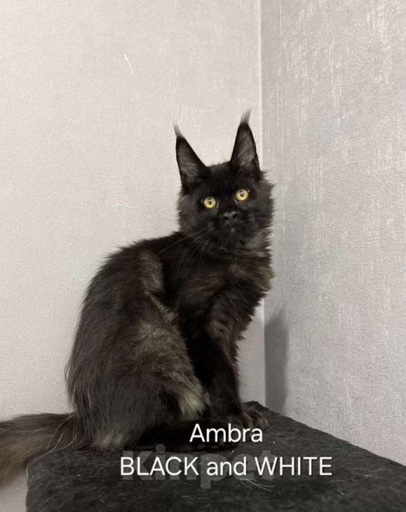 Кошки в Москве: Мейн-кун девочка из питомника Девочка, 15 000 руб. - фото 3