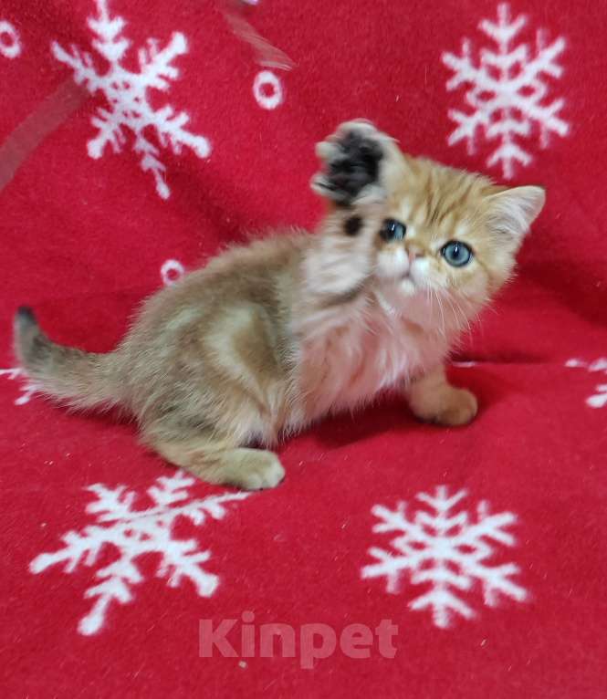 Кошки в Москве: Золотой мраморный котик Мальчик, 3 000 руб. - фото 7