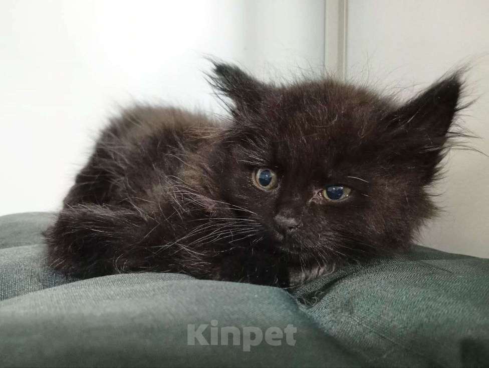 Кошки в Москве: Котенок Моди Дик ищет дом Мальчик, Бесплатно - фото 4
