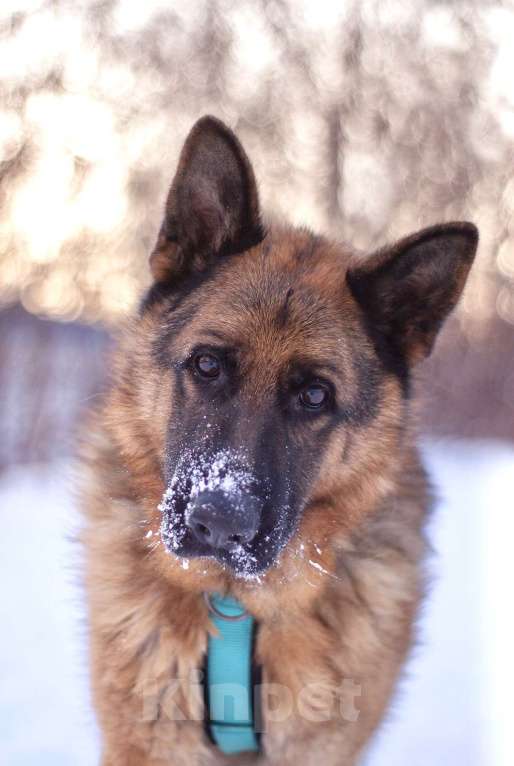 Собаки в Москве: Чезар готов стать самым верным, только бы нашлась для него семья Мальчик, Бесплатно - фото 5