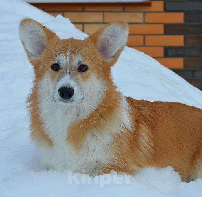 Собаки в Новосибирске: Щенок вельш корги пемброк Мальчик, Бесплатно - фото 5