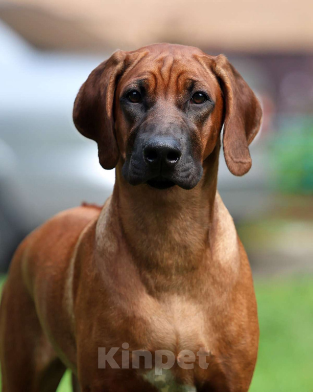 Собаки в Москве: Лучшая девочка родезийского риджбека  Девочка, Бесплатно - фото 4