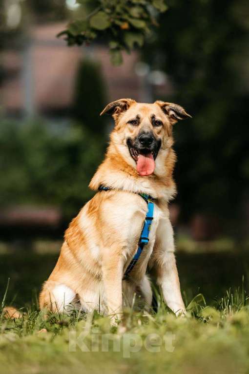 Собаки в Москве: Собака в добрые руки бесплатно Москва Мальчик, Бесплатно - фото 1