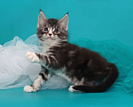 Кошки в Казани: Котята мейн-кун из питомника  Мальчик, 30 000 руб. - фото 6
