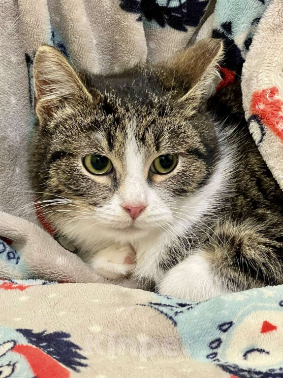 Кошки в Санкт-Петербурге: Котенок Тоша ищет дом Мальчик, Бесплатно - фото 4