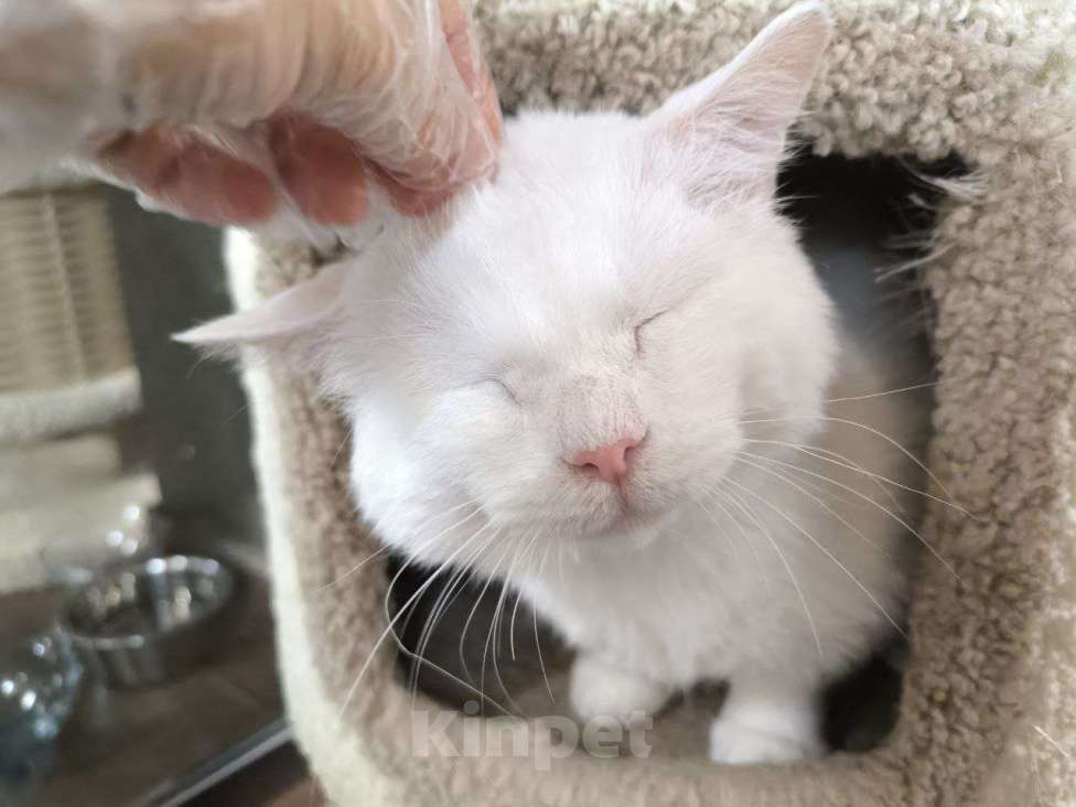 Кошки в Москве: Самый ласковый кот в добрые руки Мальчик, Бесплатно - фото 2