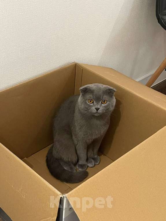 Кошки в Москве: Продаю шотландского прямоухого котенка Мальчик, Бесплатно - фото 5