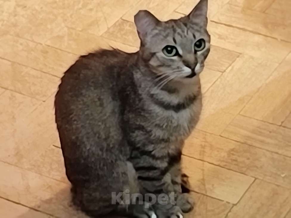 Кошки в Санкт-Петербурге: Ксюша Девочка, 500 руб. - фото 3