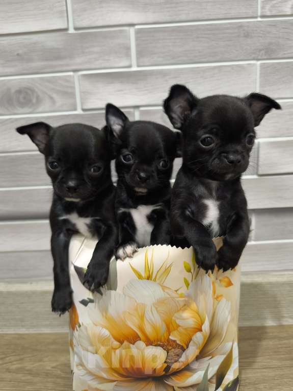 Собаки в Воронеже: Мальчишки и девчонки Мальчик, 20 000 руб. - фото 2