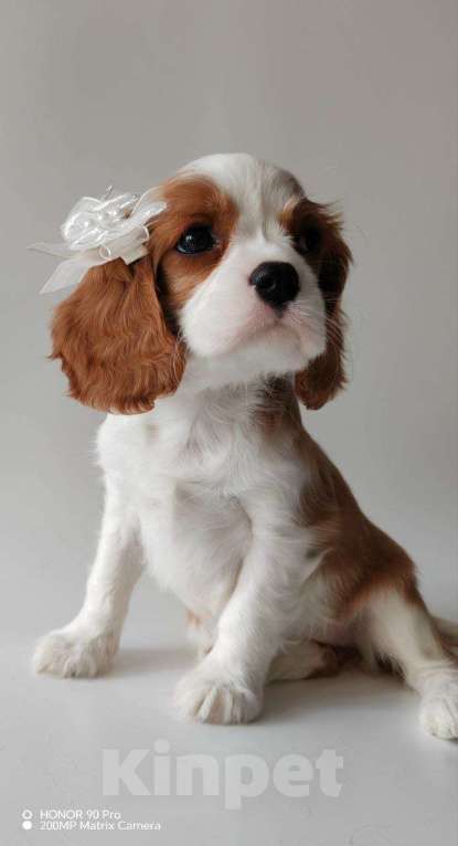 Собаки в других городах Московской области: Девочка кавалер Кинг Чарльз спаниель Девочка, 130 000 руб. - фото 8