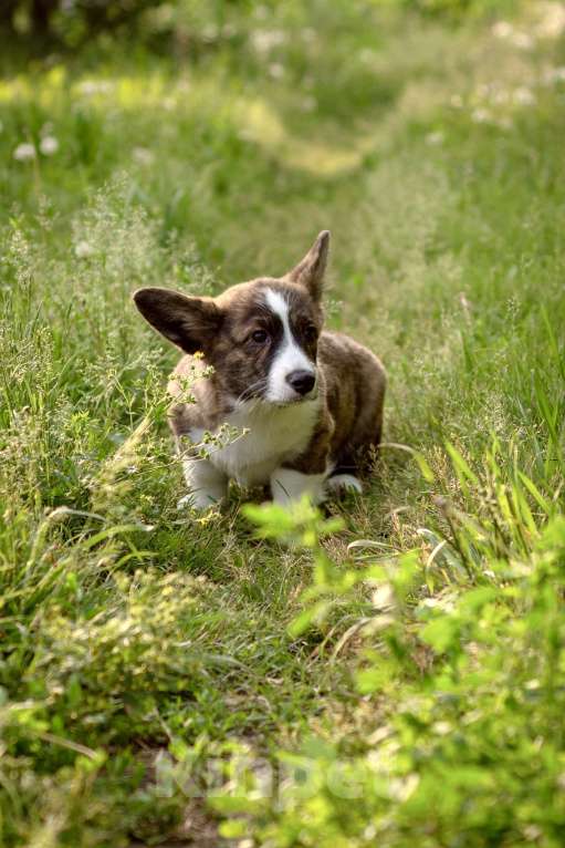 Собаки в Кемерово: Девочка вельш корги кардиган Девочка, 60 000 руб. - фото 3