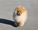Собаки в Тюмени: Девочка померанского шпица Девочка, Бесплатно - фото 2