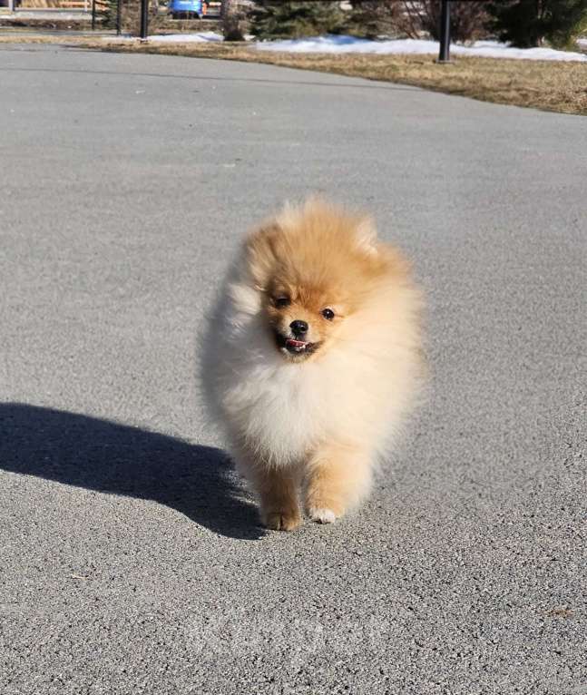 Собаки в Тюмени: Девочка померанского шпица Девочка, Бесплатно - фото 2