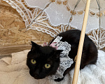 Кошки в Санкт-Петербурге: Кошечка Девочка, Бесплатно - фото 7