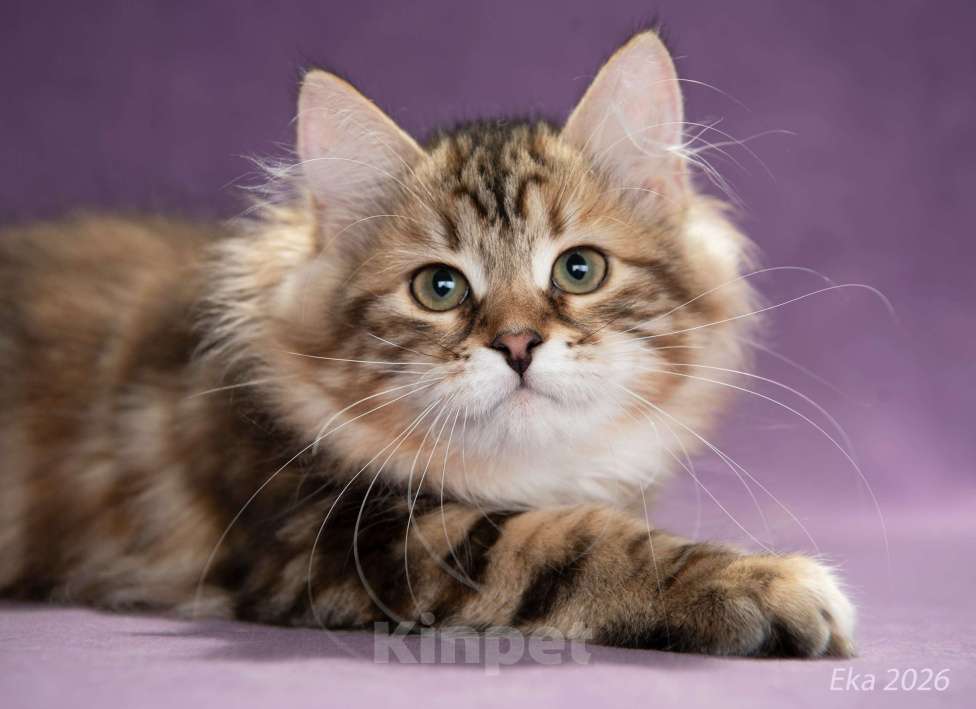 Кошки в Королеве: Сибирский котёнок, девочка Девочка, 70 000 руб. - фото 2