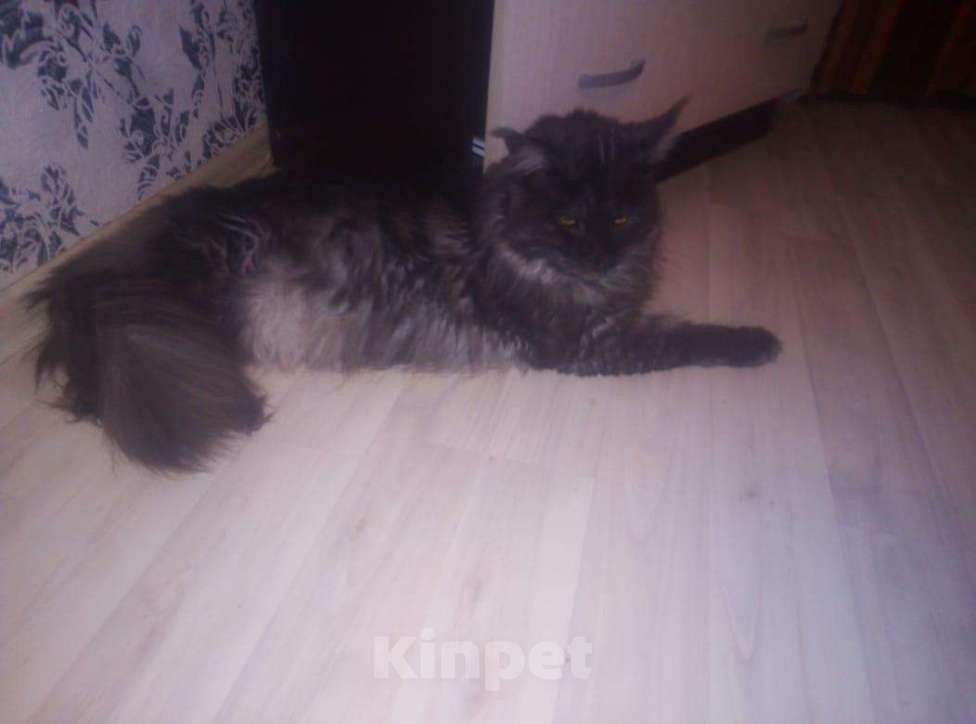 Кошки в Новохоперске: Мейн-кун вязка, 3 500 руб. - фото 1