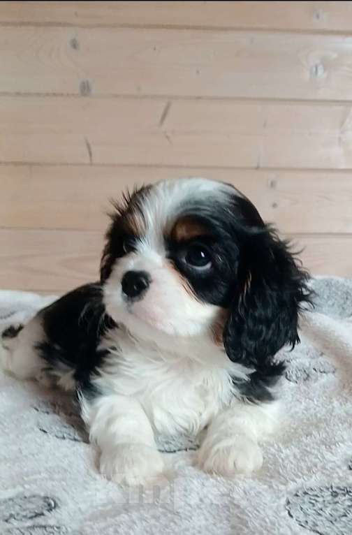 Собаки в Москве: Щенки Кавалер Кинг Чарльз спаниель  Мальчик, Бесплатно - фото 4