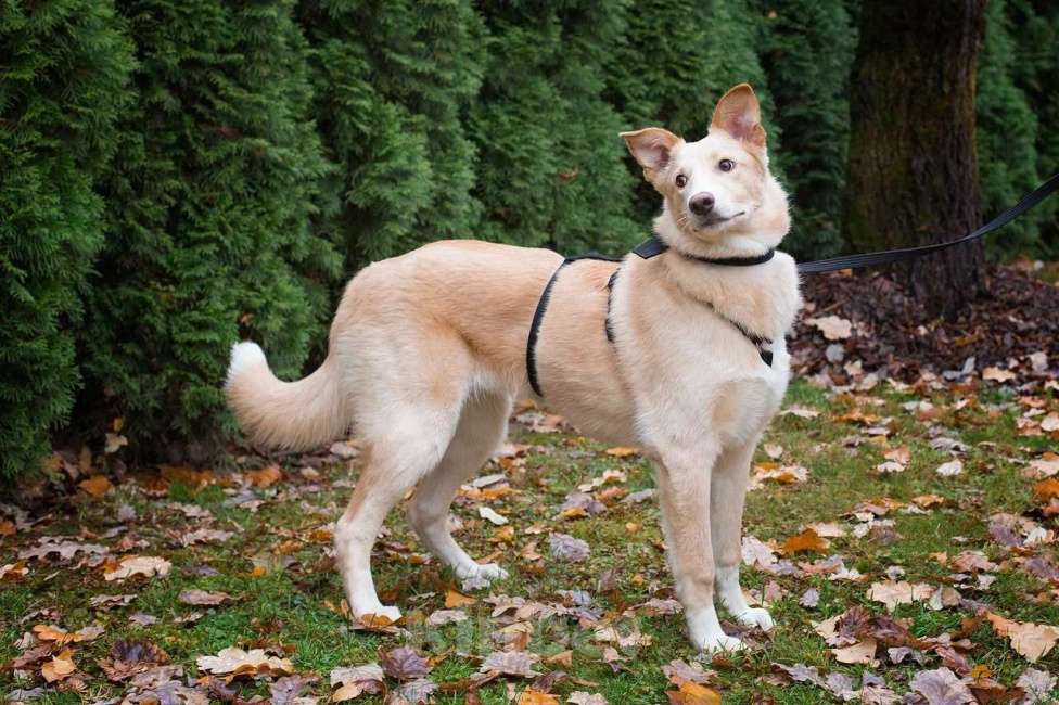 Собаки в Москве: Нюша. Собака-улыбака-обнимака Девочка, Бесплатно - фото 4