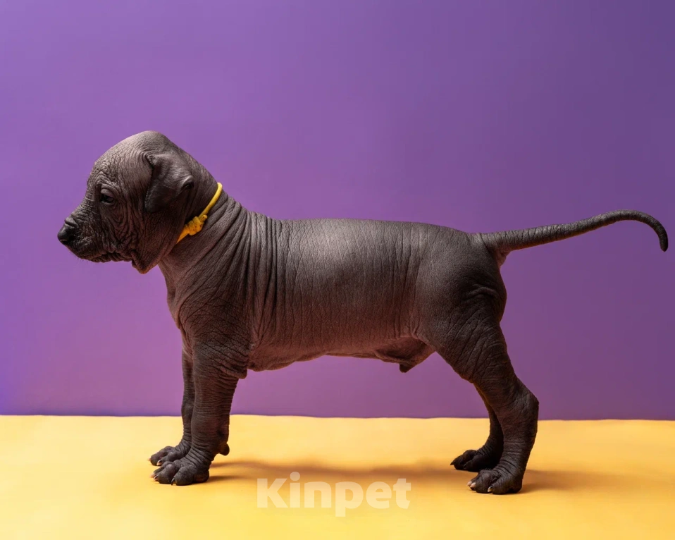 Собаки в Санкт-Петербурге: Ксолоитцкуинтли стандартный щенок  Мальчик, Бесплатно - фото 6