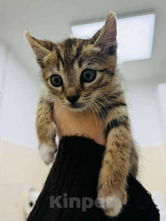 Кошки в Москве: Кошечка 2 месяца Девочка, Бесплатно - фото 1