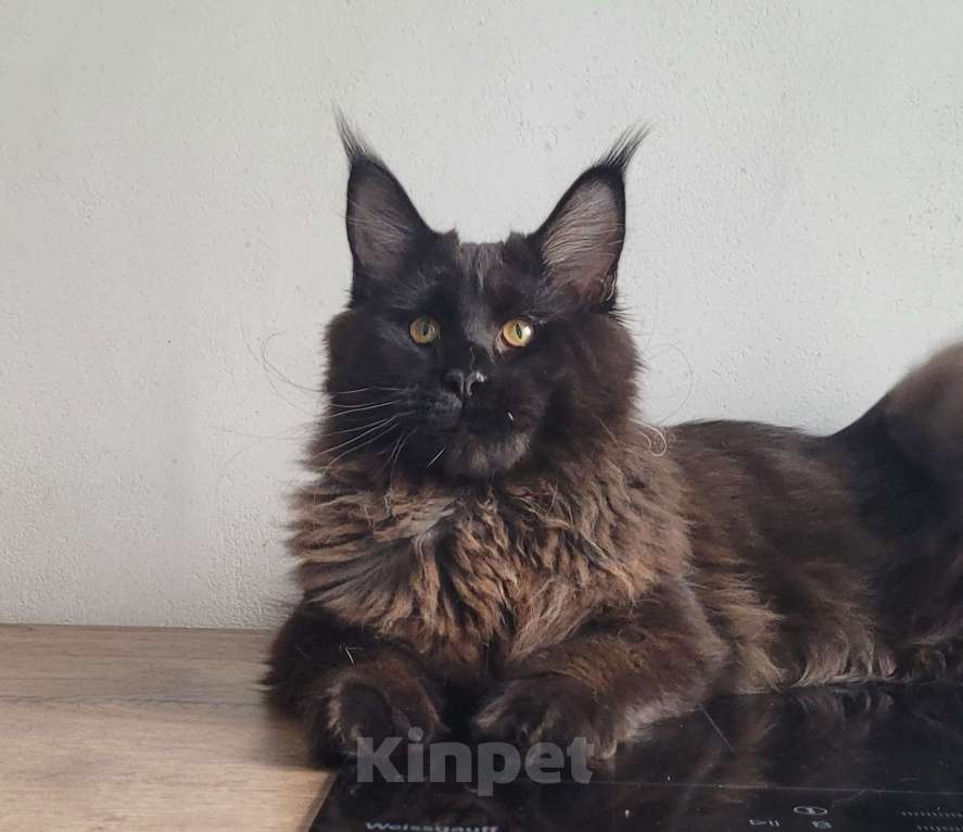 Кошки в Москве: Котенок мейн-кун  Мальчик, 45 000 руб. - фото 9