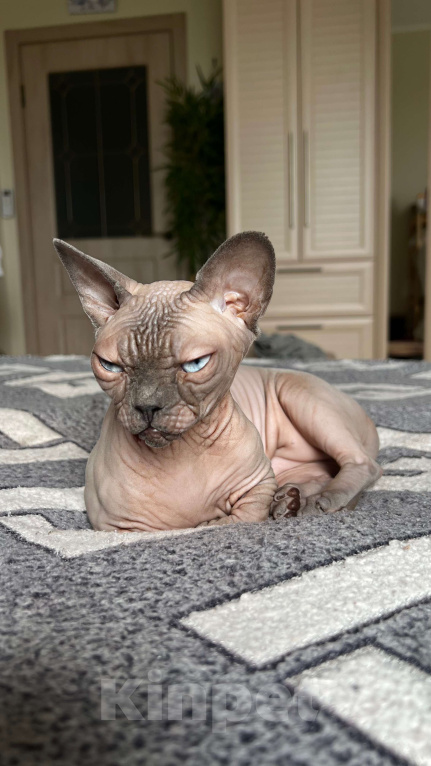 Кошки в Москве: Бамбино - миникошка Девочка, 20 000 руб. - фото 3