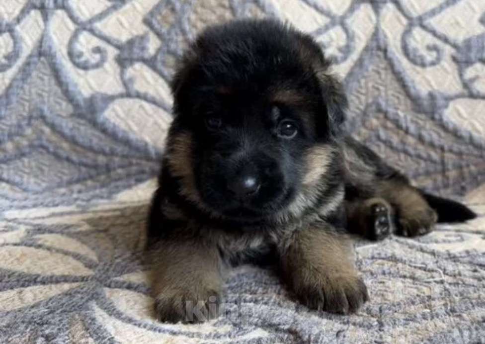 Собаки в Уфе: Щенки немецкой овчарки с родословной Разнополые, Бесплатно - фото 5