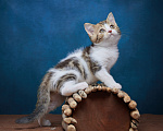 Кошки в Барнауле: Котик-страйт Вальтер🧡 Мальчик, Бесплатно - фото 3