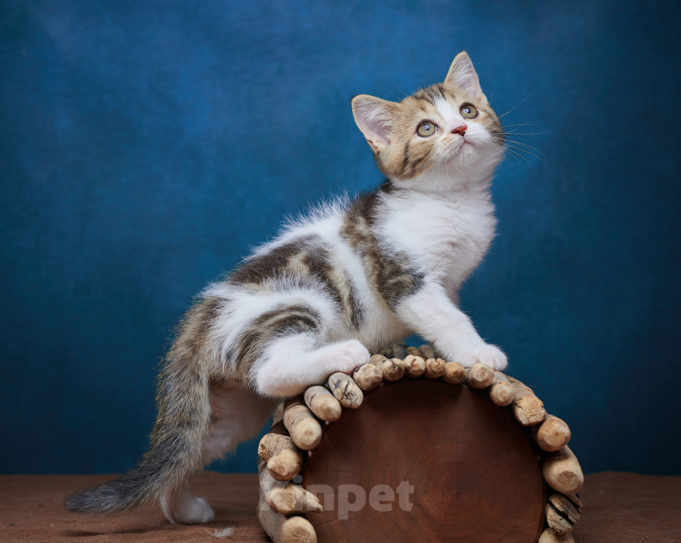 Кошки в Барнауле: Котик-страйт Вальтер🧡 Мальчик, Бесплатно - фото 3