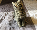 Кошки в Раменском: Озорная мини-тигрица девочка Девочка, 100 руб. - фото 2