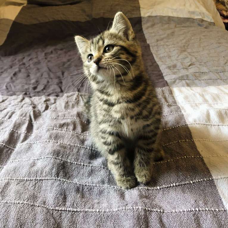 Кошки в Раменском: Озорная мини-тигрица девочка Девочка, 100 руб. - фото 2