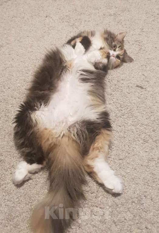 Кошки в Москве: Кошечка в добрые заботливые руки  Девочка, Бесплатно - фото 3