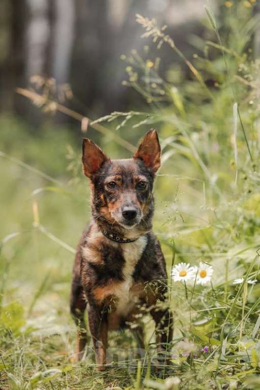 Собаки в Москве: Маленький коротколапик Амели в добрые руки Девочка, Бесплатно - фото 4