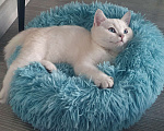 Кошки в Москве: Чистокровный белоснежный британский кот! Окрас ns 21 33  Мальчик, 40 000 руб. - фото 3