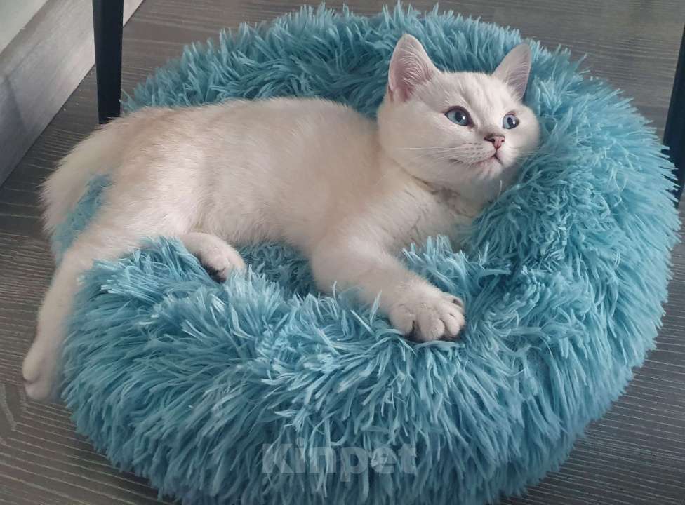 Кошки в Москве: Чистокровный белоснежный британский кот! Окрас ns 21 33  Мальчик, 40 000 руб. - фото 3