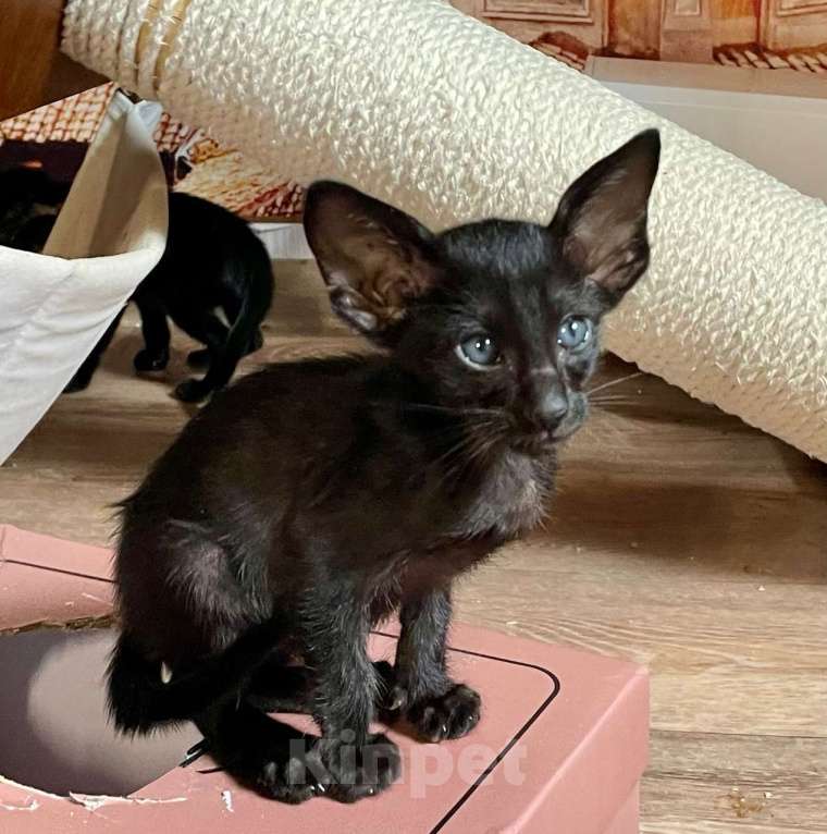 Кошки в Перми: ориентальный котенок Мальчик, 70 000 руб. - фото 1