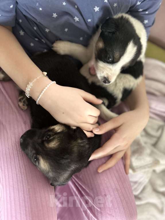 Собаки в других городах Челябинской области: Щенки от умного пса Мальчик, Бесплатно - фото 4